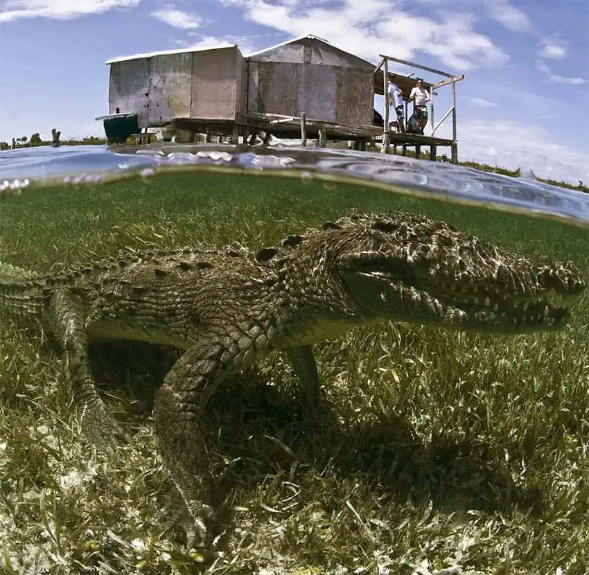 In Banco Chinchorro, a remote atoll near Mexico’s border with Belize, crocodiles outnumber humans