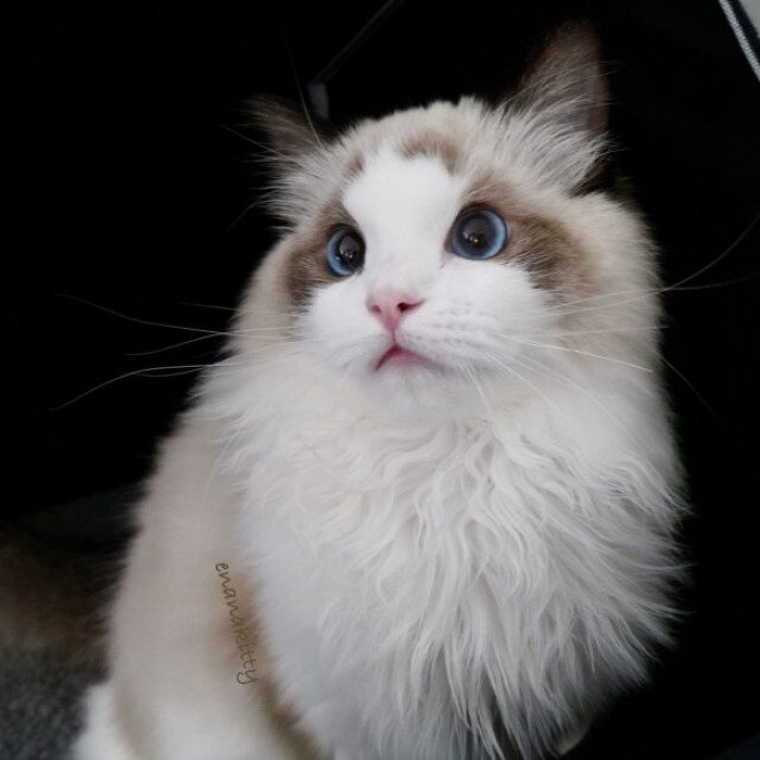 This is Ena. She is the most adorable cat, and she uses her good looks to help other cats.