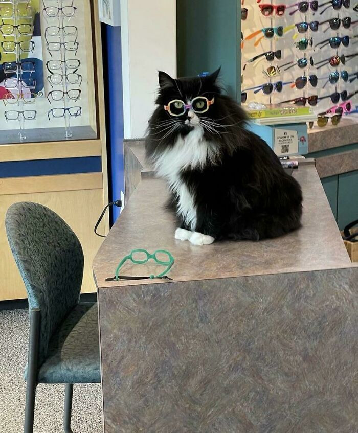 15. This Is Truffles; She Works At A Children’s Optometrist To Help Them Feel Better About Wearing Glasses