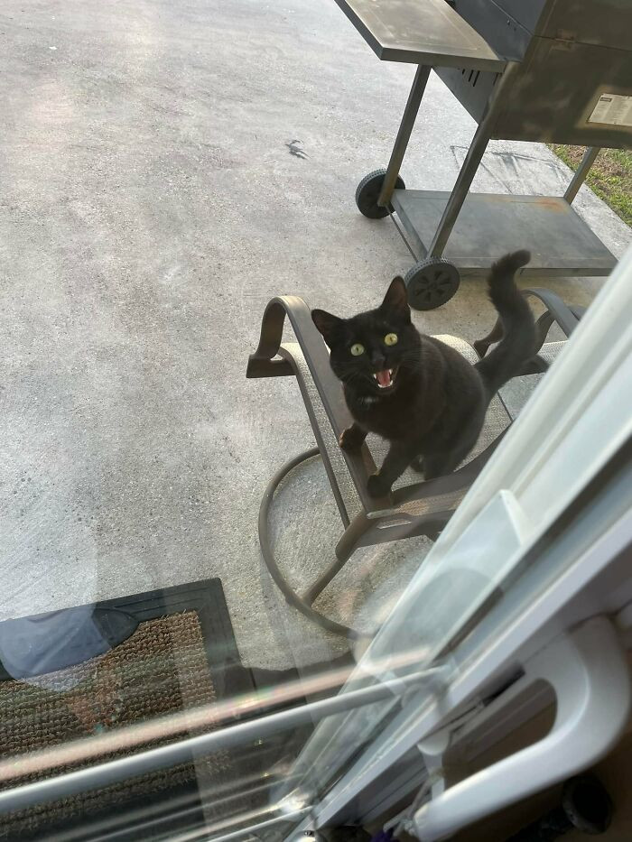 "Heard you feed strays. Where’s my lunch?"