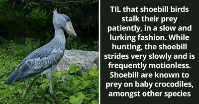 Redditors Learn About Shoebill, A Bird That Stalks Their Prey Patiently While Striding Very Slowly And Is Frequently Motionless