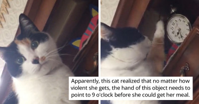 Cat Realizes That She Only Gets to Eat When the Clock Strikes Nine, So She Tries to Move Its Hands, and It Is Just Adorable