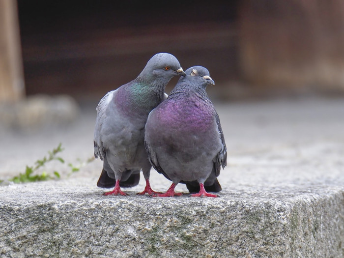Can Birds Smell Humans on Their Chicks?