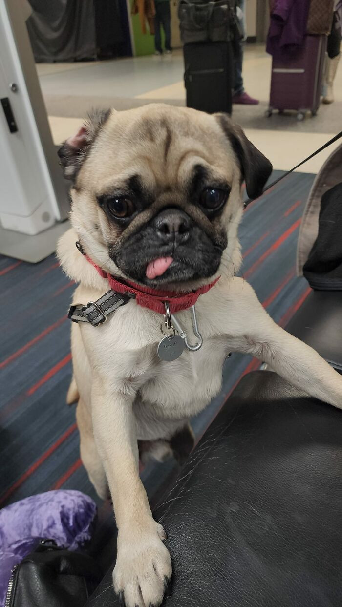 39. Meeting Banjo During My Layover In Dallas Was Both An Honor And A Privilege. 10/10 That Blep Tho
