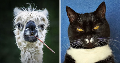 26 Finalists From The Comedy Pet Photography Awards