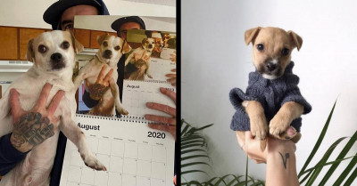 8 Adorable Dog Posts To Keep Your Entire Day Pawsitive