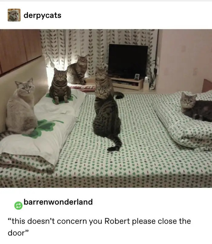 2. When your cats are probably ganging up against you and you interrupt the meeting