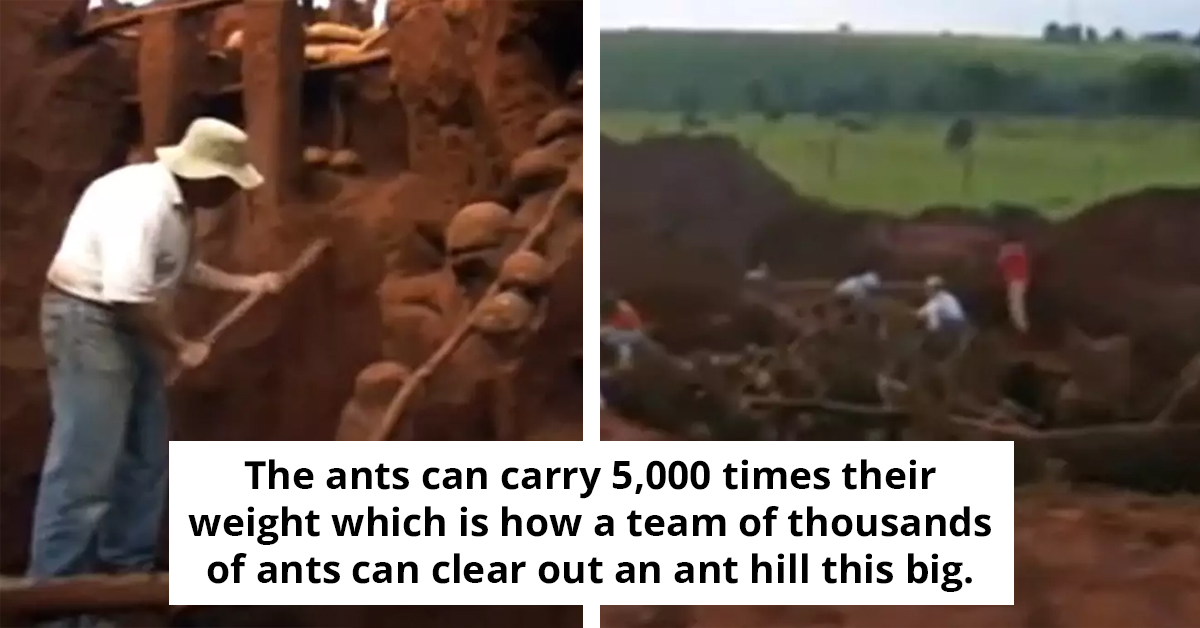 Scientists Poured Cement Into Abandoned Ant Hill And Made Interesting Discovery