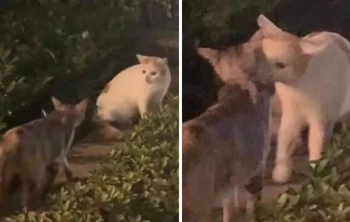 12. Negotiations turned romantic—case still under investigation.