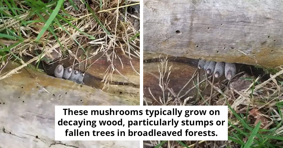 The 'Dead Man's Fingers' Fungus Is Even Creepier Than Its Name