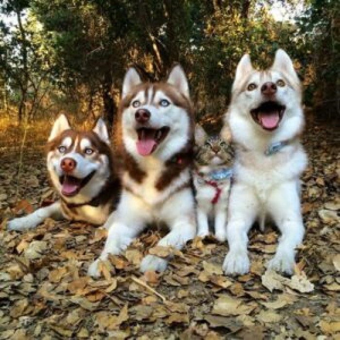 Her husky brothers were happy teach Kozy their ways of life