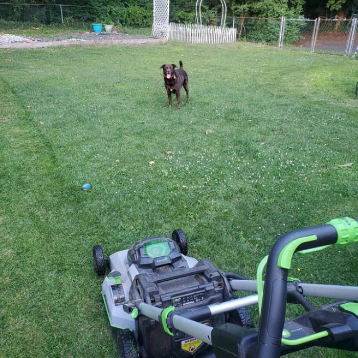 10. "She's becoming more clever in her attempts to make me throw her the ball."