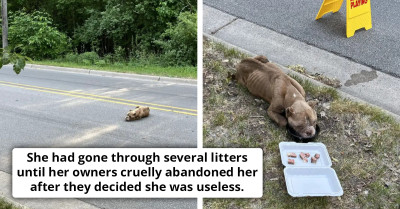 Underweight Dog Collapses In The Middle Of The Road, Gets Rescued, And Is Now Living Her Best Life