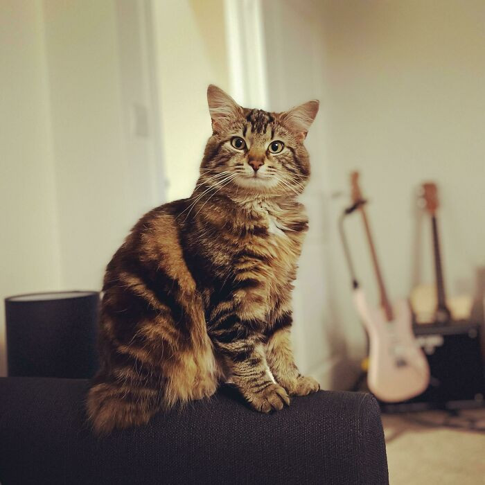 5. "This is Cooper, my new puss, recently adopted from the RSPCA. He knows he looks good!"