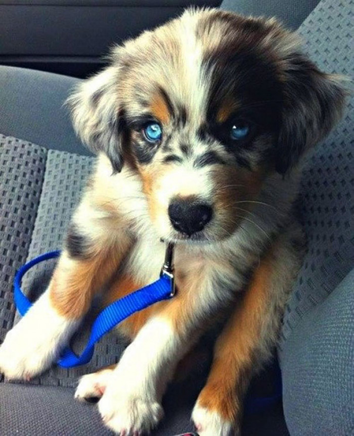 23. Purebred Australian Shepherd, which is a Siberian Husky & Golden Retriever Crossbreed