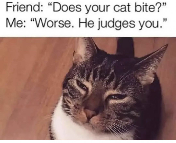 8. He stares into your soul and tries to figure out who you are on the inside.