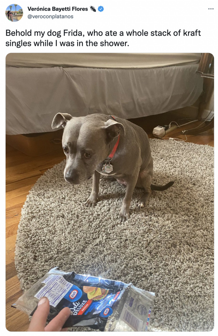 42. Does she look sorry because she ate all the cheese, or because she got caught?