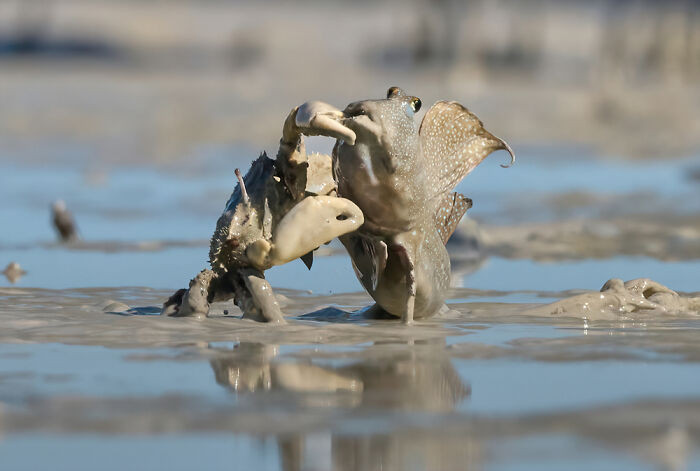 Runner Up, Wildlife, Sealife, Birdlife Portfolio: Emma Parker, USA