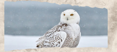 12 White Animals That Stand Out in Nature