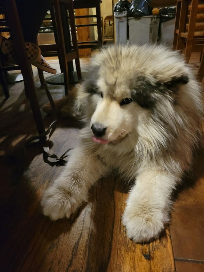 4. Best Bar Customer Ever! 8th Street Steakhouse Steamboat Springs Co