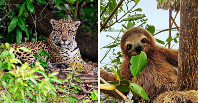 8 Rainforest Animals That Will Amaze You With Their Beauty