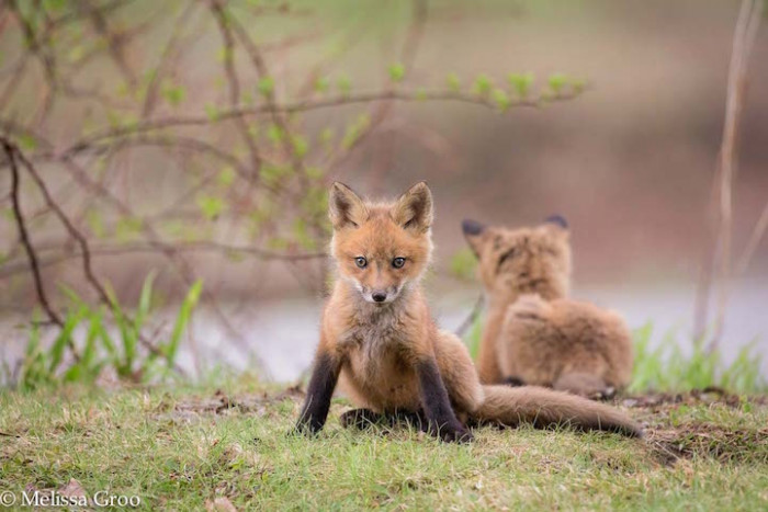 She watched the kits as they grew up right before her very eyes