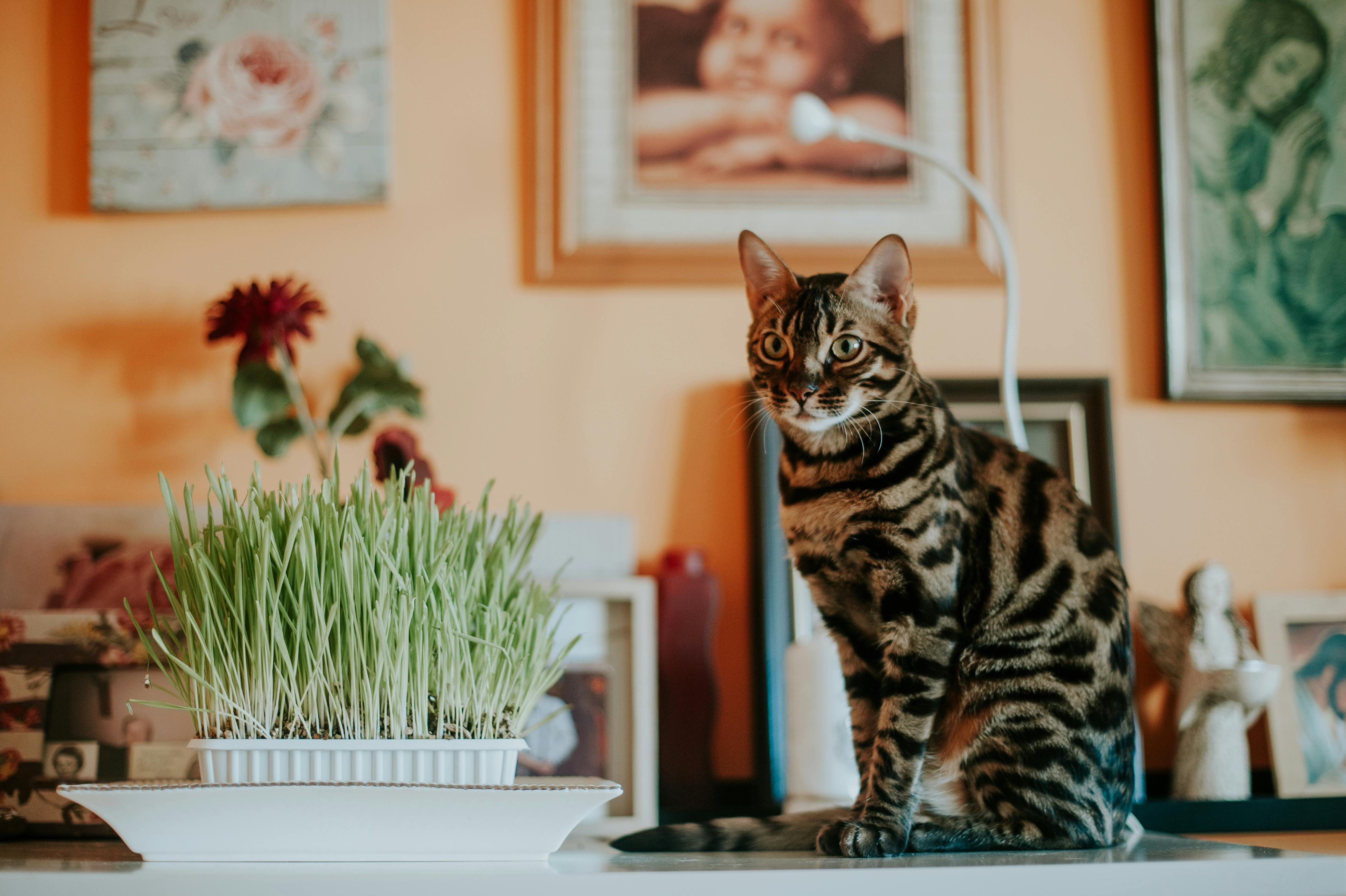 Instinct At Play