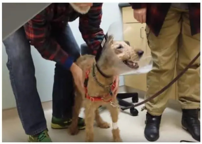 Despite being given a comfortable and loving home, Duffy had faced many health challenges