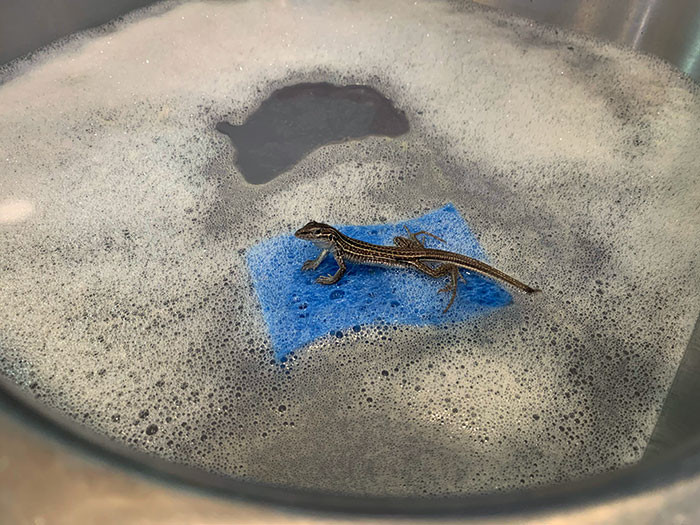 24. I Came into My Kitchen to Find a Lizard Using a Sponge as a Raft in the Sink