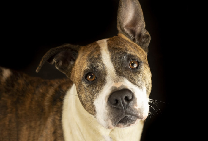 Pike County Animal Shelter Was Happy to Have Her, and She Got to Work.