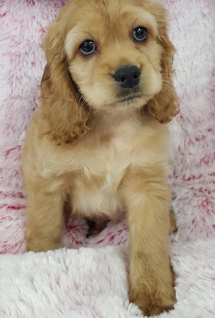 6. The Cocker Spaniel