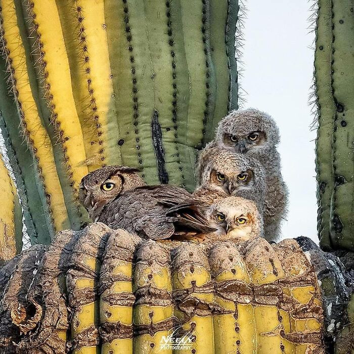 "Owls will furiously defend their nest from predators by digging their talons into the intruder with the force of 500 psi."