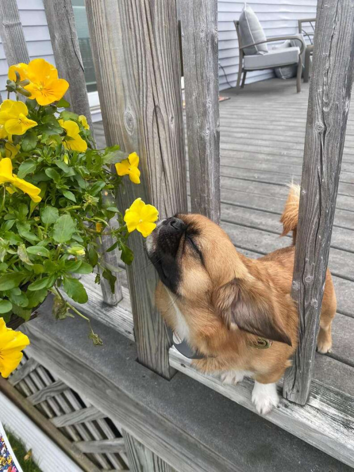 The sweet scent of a flower gives the little pup contentment