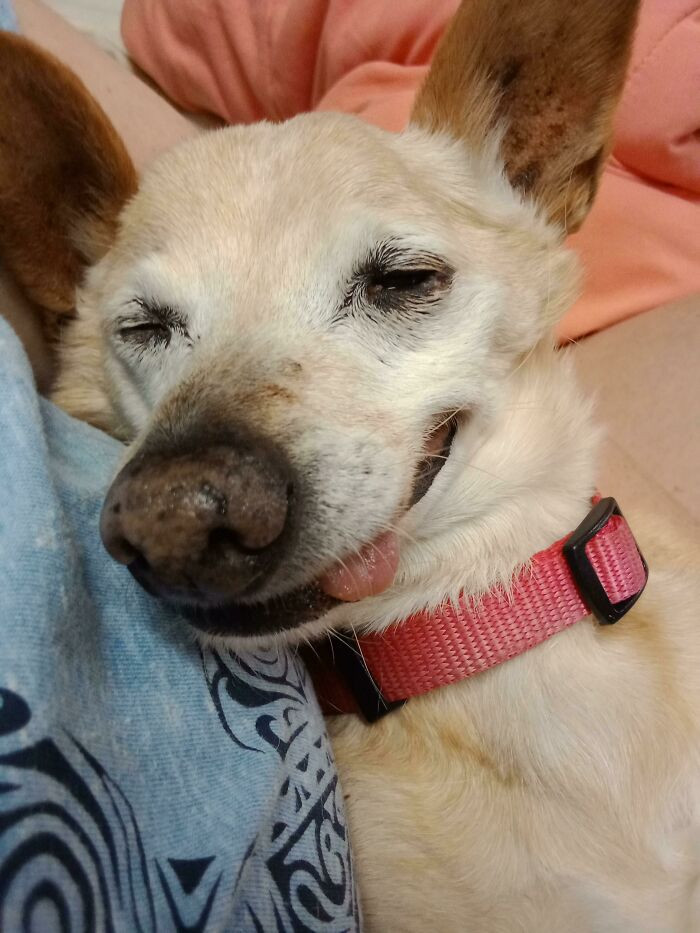 27. Check out how this dog looks while sleeping