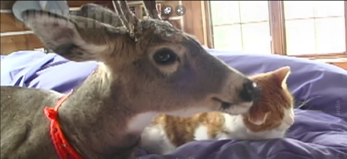 The cat took up the responsibility of caring for the deer, treating it much like its own offspring.