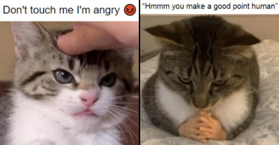 12 Wholesome Cat Posts We Need To Get Through This Week