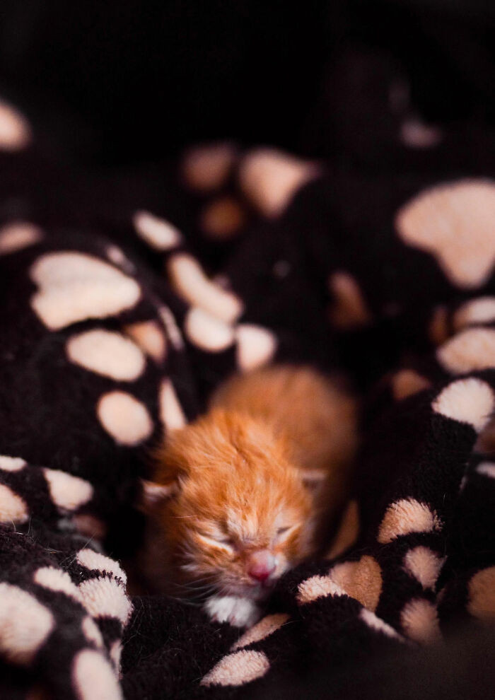 20. "Found This Little Guy On The Road In A Closed Box. Welcome To The Family, Nugget"