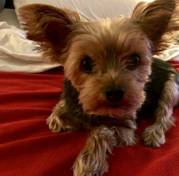 50. A doggo who saves her hooman's life tons of times.