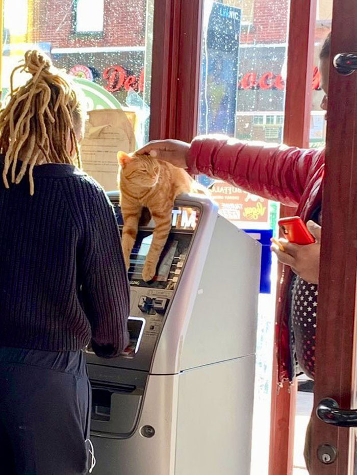 25. This ATM gives free cat pets with every transaction