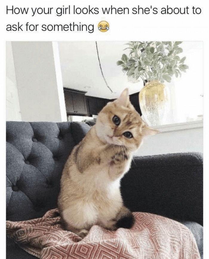 22 Purrfectly Silly Cat Memes Any Cat Lover Would Love