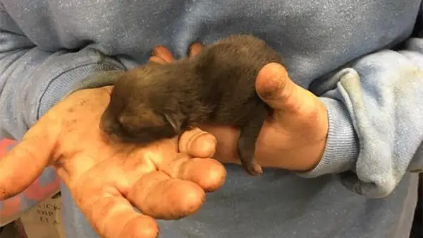 Hemmington's Facebook post mentioned Beccie, who reached out to the organization with photos, asking if the animals were fox cubs.