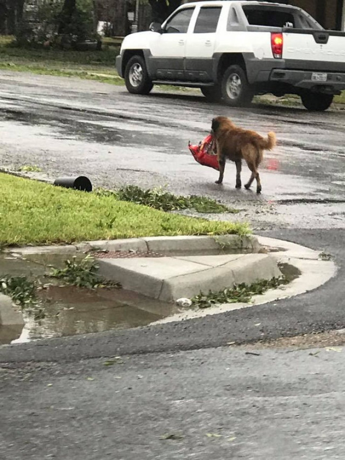 14. LOOTER BOY - This dog was photographed after the hurricane hit looting a big bag of dog food and embracing the life of survival