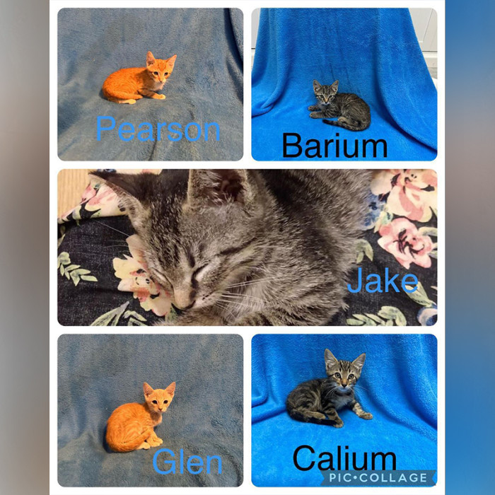 Strontium Has Begun Bonding with the Elements, and So Can You