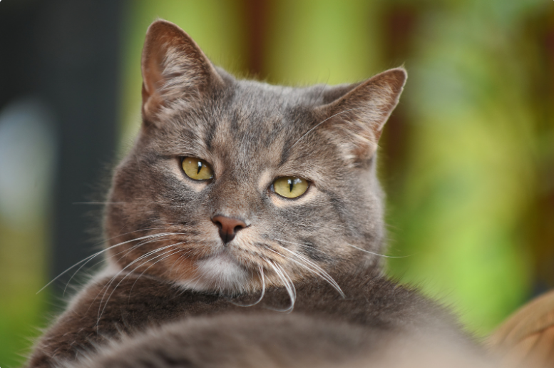 A Redditor quits after not being granted time off to grieve for their euthanized cat.