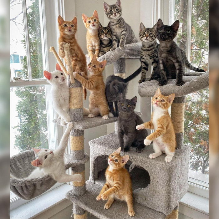 The Most Amazing Kitty Group Shot You're Ever Going to See