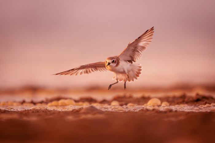 Can Birds Lower Their Body Temperature?