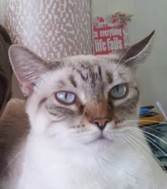 ...It's not the feline.