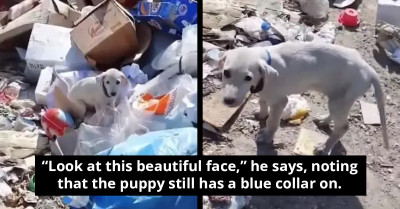Rescued From Trash - This Lucky Puppy's Fate Takes A Dramatic Turn