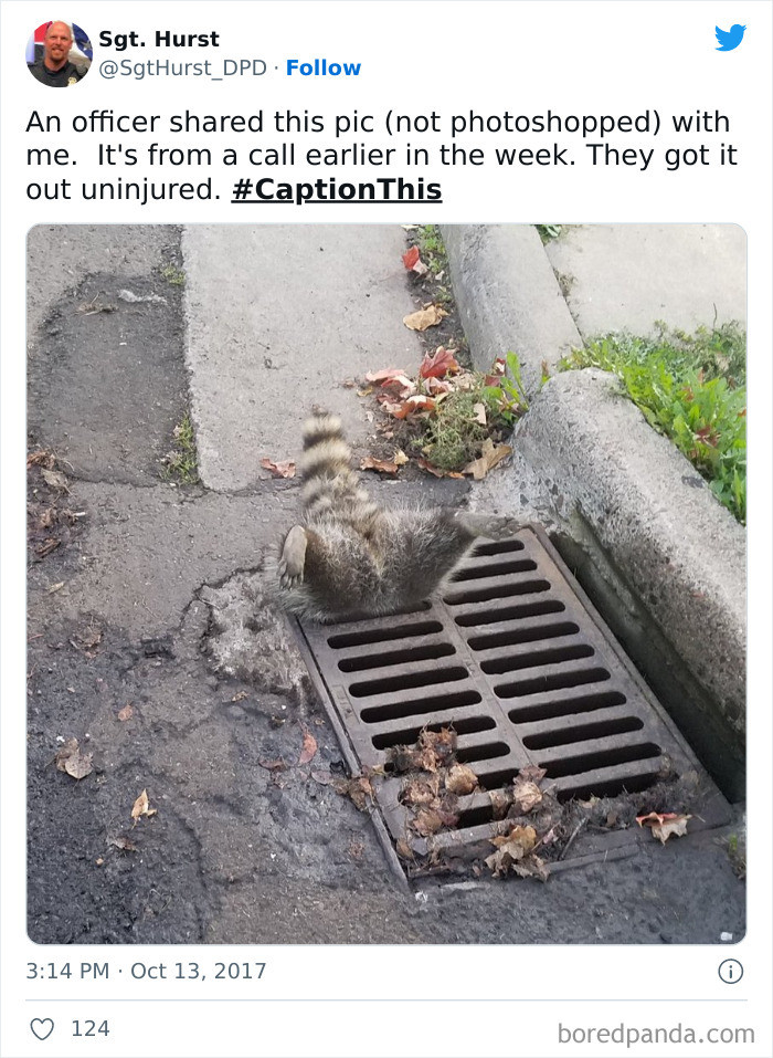 25. A Trash Panda Got Stuck In A Storm Drain