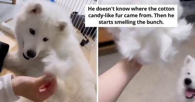 Samoyed Goes Viral For Having Fur So Fluffy, It Looks Like Cotton Candy